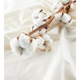 PROTECTOR  ORGANIC COTTON IMPERMEABLE Y TRANSPIRABLE